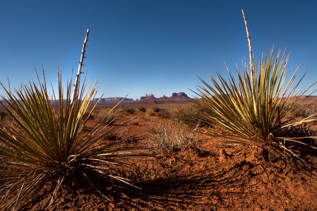 Cactus and Valley of the Gods in the distance