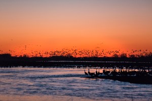 Cranes on the Platte River at dusk.