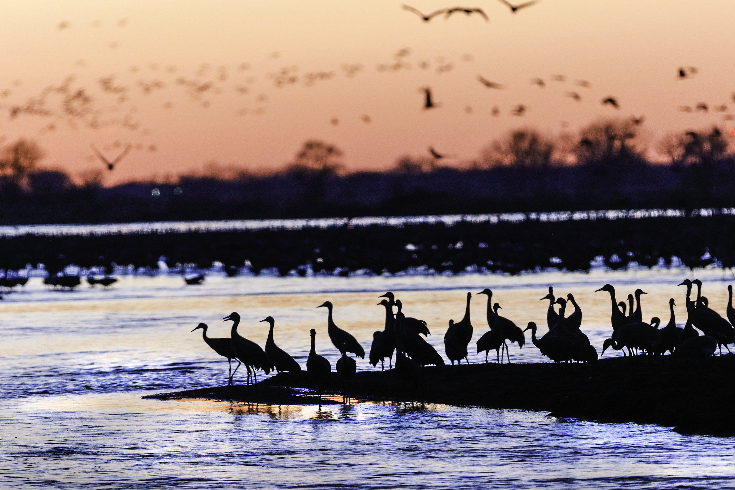 Sandhill cranes, Rowe Sancturary 7D