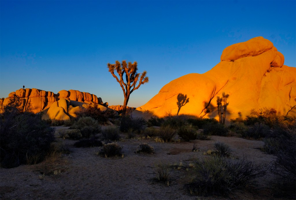 Joshua trees at sunset at Joshua Tree National Park
