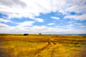 Grassland near Montrose, Nebraska