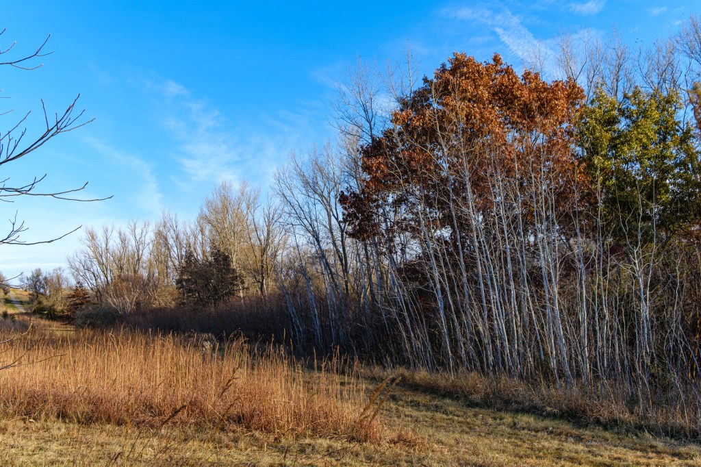 Trees and grasses along trail