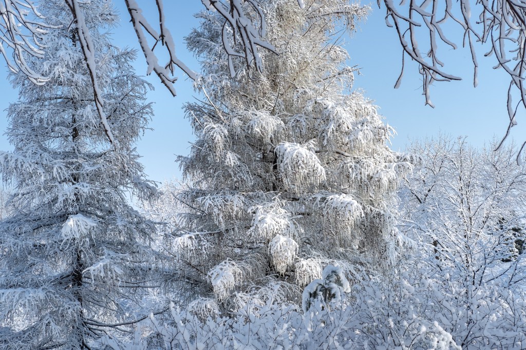 Trees covered with snow