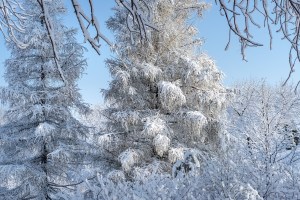 Trees covered with snow