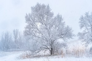 snow covered trees