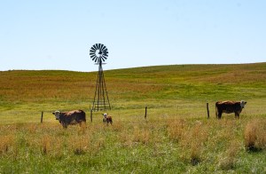 Sandhills ranch landscape