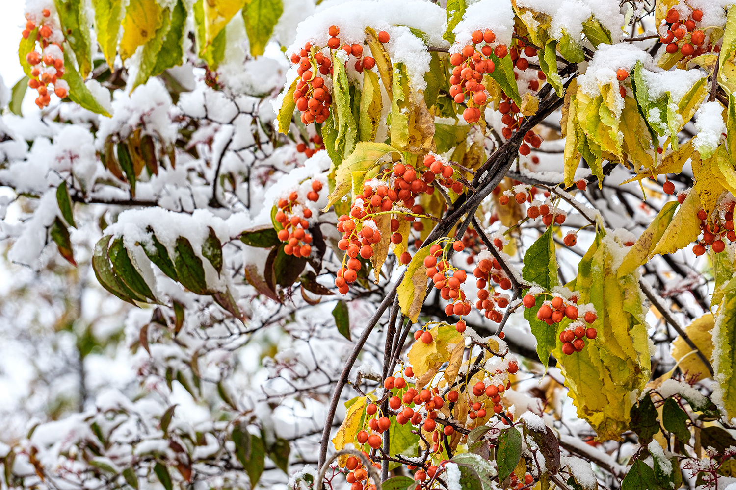 Snow on leaves and berries